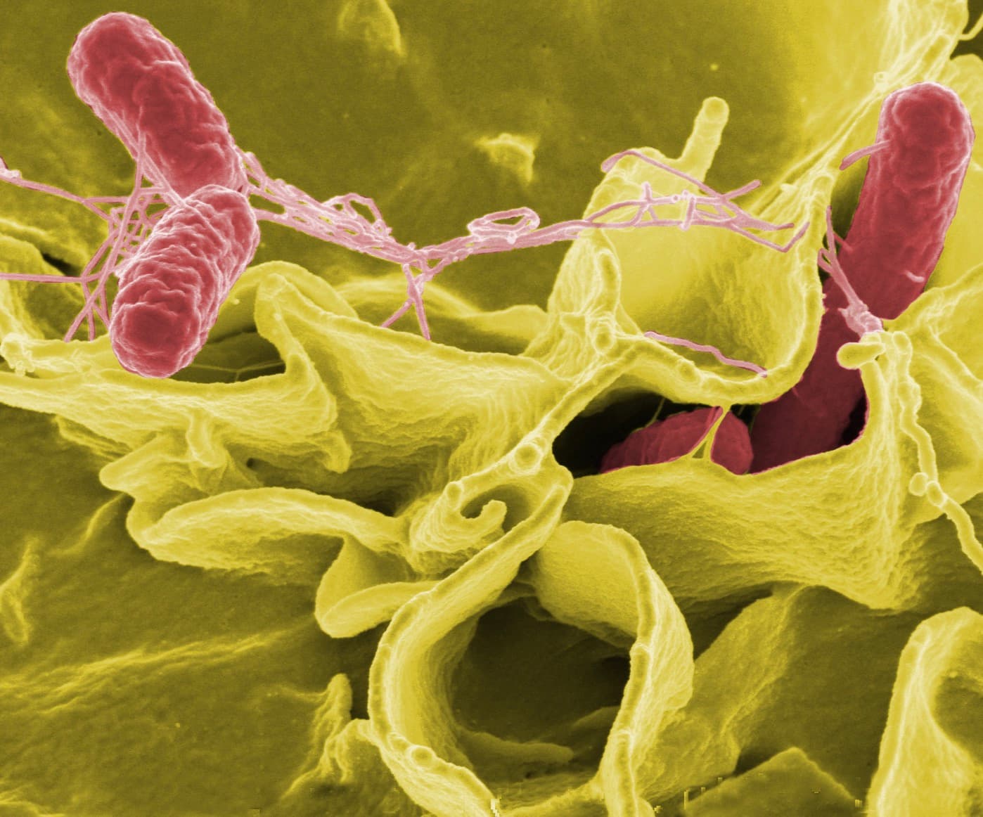 Patogener – Salmonella mikroskopi
